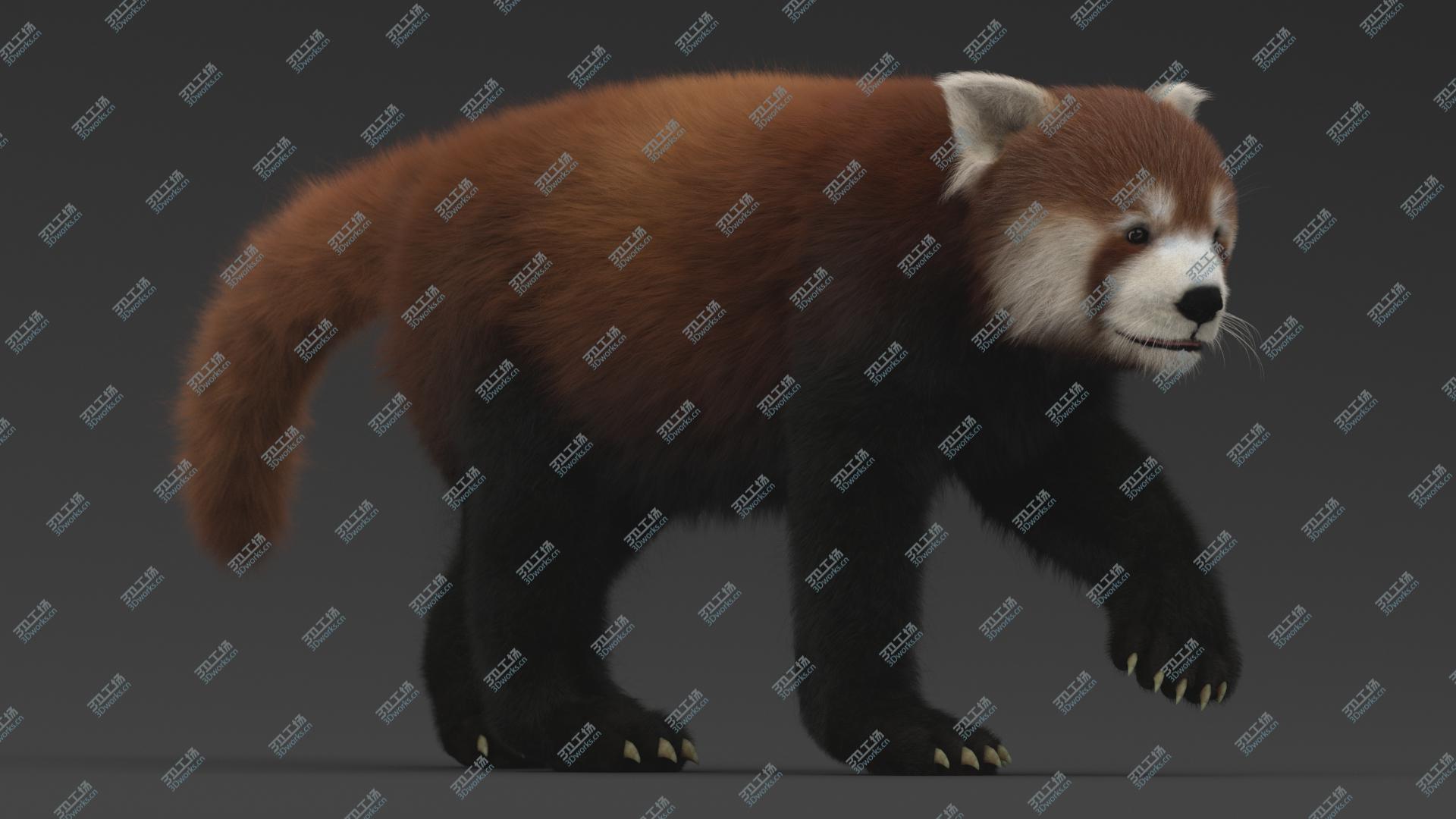 images/goods_img/20210313/3D Red Panda Rigged/5.jpg